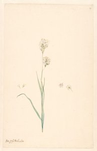 Ramo de Ixia polystachya com detalhes de pistilo e flor de Anonymous