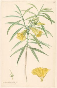 Ramo de uma flor amarela (tipo de lírio) com detalhes de pistilo e flor de Anonymous