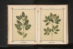 Ramo de um ancião comum Sambucus nigra. L. (título no objeto) de Anonymous