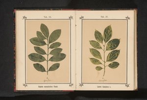 Ramo de uma árvore de cravo Eugenia caryophyllata Thunb. (título no objeto) de Anonymous
