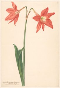 Ramo de amaryllis vermelho de Anonymous