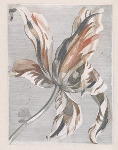 Tulip de Anonymous