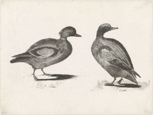 Dois patos de Anonymous