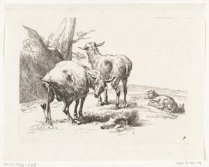 Duas cabras em pé e um cabrito Cabras e ovelhas para N.P. Berchem (título da série) de Anonymous