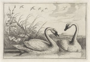Dois cisnes
Diversae avium species (título da série)
Várias aves (título da série) de Anonymous