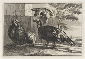 Quatro perus
Diversae avium species (título da série)
Várias aves (título da série) de Anonymous