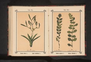 Água de menta e erva-cidreira Mentha aquatica L. Melissa officinalis L. (título no objeto) de Anonymous
