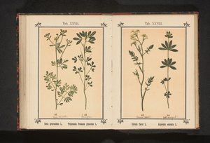 Wijnruit em fenegriek Ruta graveolens L. Trigonella Foenum graecum L. (título no objeto) de Anonymous
