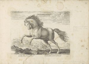 Paard selvagem
Equus Liber et Incopositus (título sobre o objecto)
Equile, in quo omnis generis generosissi: morum equorum ex varijs orbis partibus insignis delectus (...) (título da série sobre o objecto) de Anonymous