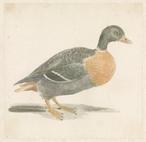Pato à direita de Anonymous