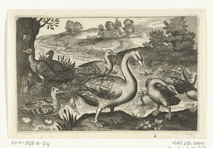Cisne e gansos e patos Pássaros e insetos (título da série) de Anonymous