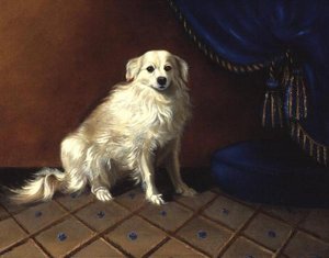 Um Cão de Brinquedo de Anonymous Anonymous