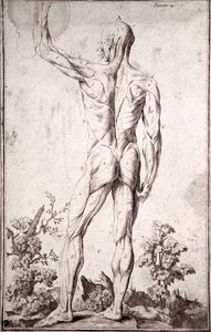Estudo anatómico do sistema muscular humano (gravura de Anonymous Anonymous