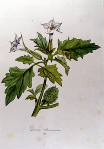 Tábua botânica: Datura Stramonium (Datura stramoine ou stramoine officinale). Gravura em "Flora Monacensis" de Franz von Paula Schrank (1747-1835), naturalista alemão, Mônaco 1816. de Anonymous Anonymous