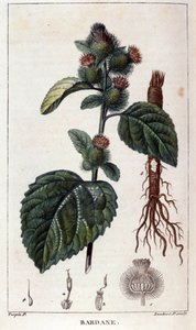 Tábua botânica: bardana (arctium). Gravura a cores do século XIX. de Anonymous Anonymous
