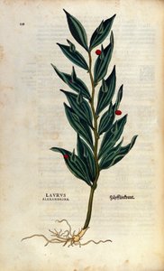 Placa botânica: laurus alexandrina (Laurier d