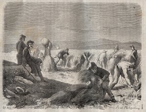 Forças de colheita na bagne de Belle-Ile-en-Mer (bela ilha no mar) no século XIX. Gravação em "Histoire des bagnes depuis leur création à nos jours" (1877) de Pierre Zaccone (1817-1895) (Colonia Penale - colônia penal). Coleção particular. de Anonymous Anonymous