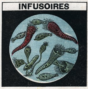 Projecção de luz: utilização de uma lanterna de projecção para observar infusórios. Ilustração anónima a partir de 1925. Colecção privada. de Anonymous Anonymous