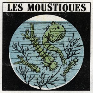 Projecção de luz: uso de uma lanterna de projecção para observar as larvas de mosquito. Ilustração anónima a partir de 1925. Colecção privada. de Anonymous Anonymous