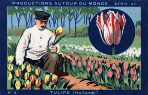 Produções em todo o mundo: tulipas na Holanda. Cromolitografia de 1933 em "Joseph-Milliat Album". de Anonymous Anonymous