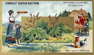 Ruibarbo: comida e medicamentos russos. Gravura (chromo). Cromolitografia publicitária para chocolates Guerin-Boutron, finais do século XIX. Ilustração da série Botanical. de Anonymous Anonymous