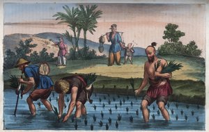 Plantação de arroz, porcelana (la rice) - gravura de "Usos e costumes de todos os povos do Universo". Ou História do Governo, Leis, Milícias, Religião de Todas as Nações desde os tempos mais remotos até ao dia de hoje" 1856 de Anonymous Anonymous