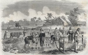 Cultivo do arroz em Manila (Manilla), nas Filipinas, em 1864. (Plantio de arroz em Manila) Gravura anónima. Colecção privada. de Anonymous Anonymous