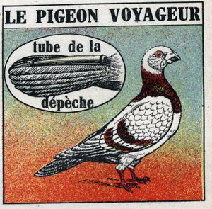Os Correios: The Traveller Pigeon. Ilustração anónima de 1925. Colecção privada. de Anonymous Anonymous