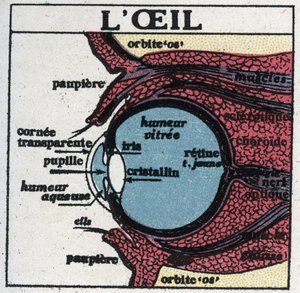 O olho: secção transversal de um olho humano. Ilustração anônima de 1925. Coleção privada. de Anonymous Anonymous