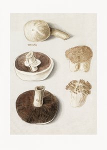 Cogumelo-dos-prados, Agaricus campestris, em pé