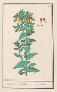 Cerinthe (Cerinthe major) Requisitos. / Requisitos. / Requisitos. (título no objeto)
