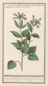 Pulmonária malhada (Pulmonaria officinalis) Especiaria mais longa. / Pulmonária. / Pulmonar. (título no objeto)