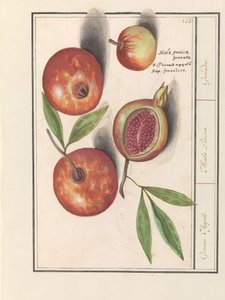Romã (Punica granatum)
Maçãs Grenaert. / Mala Punica. / Granadas. (título sobre o objecto)