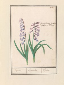 Hyacint (Hyacinthus orientalis)
Hijacint. / Hijacinthus. / Hijacinte. (título sobre o objecto)