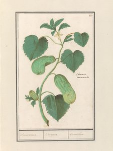 Komkommer (Cucumis sativus)
Concommerce. / Cucummer. / Cornichon. (título sobre o objecto)