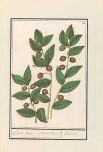Oliveira (Olea europaea)
Laurissilva. / Bacca Laurus. / Laurel (título sobre o objecto)
