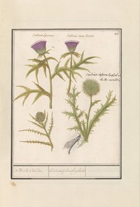 Cardo (Carduus) e Alcachofra (Cynara cardunculus)
Cardo (Carduus) en artisjok (Cynara cardunculus)
Bolle Caerden / Cardius Spheroche-phalus (título sobre o objecto)