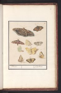 Borboletas e mariposas mariposas. / Papillons (título no objeto) de Anselmus Boëtius de Boodt