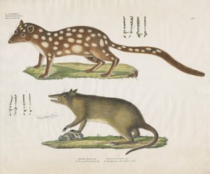 Marsupiais australianos com pormenores anatómicos (litografia colorida à mão) de Anstalt Arnz & Co.