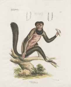 Macaco uivador vermelho com pormenores anatómicos (litografia colorida à mão) de Anstalt Arnz & Co.