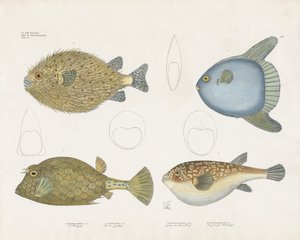 Várias espécies de baiacu e suas caraterísticas anatómicas (litografia colorida à mão) de Anstalt Arnz & Co.