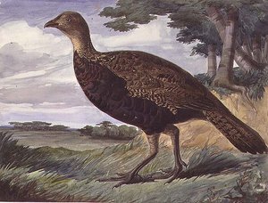 Híbrido de Faisão e Greyhen (aguarela sobre papel)