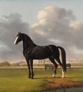 Trotador 