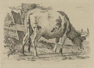 Vaca de pasto perto de uma cerca
Estudos de vacas, ovelhas e cabras (título da série)