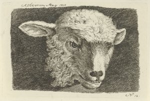 Cabeça de um cordeiro Estudos de vacas, ovelhas e cabras (título da série)
