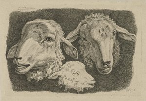 Duas cabeças de ovelha e uma cabeça de cordeiro Estudos de vacas, ovelhas e cabras (título da série)