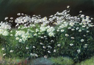 Margaridas de Shasta de Anthony Rule