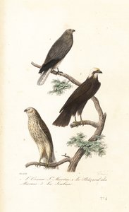 Harrier de galinha, harrier eurasian e harrier de Montagu. de Antoine (after) Chazal