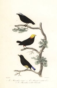 Espécies de Manakin. de Antoine (after) Chazal