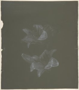 Desenho Floral